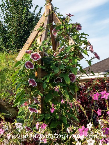 Chocolate Morning Glory (Ipomoea nil)
The tower this plant is growing on is over 8 feet tall.
